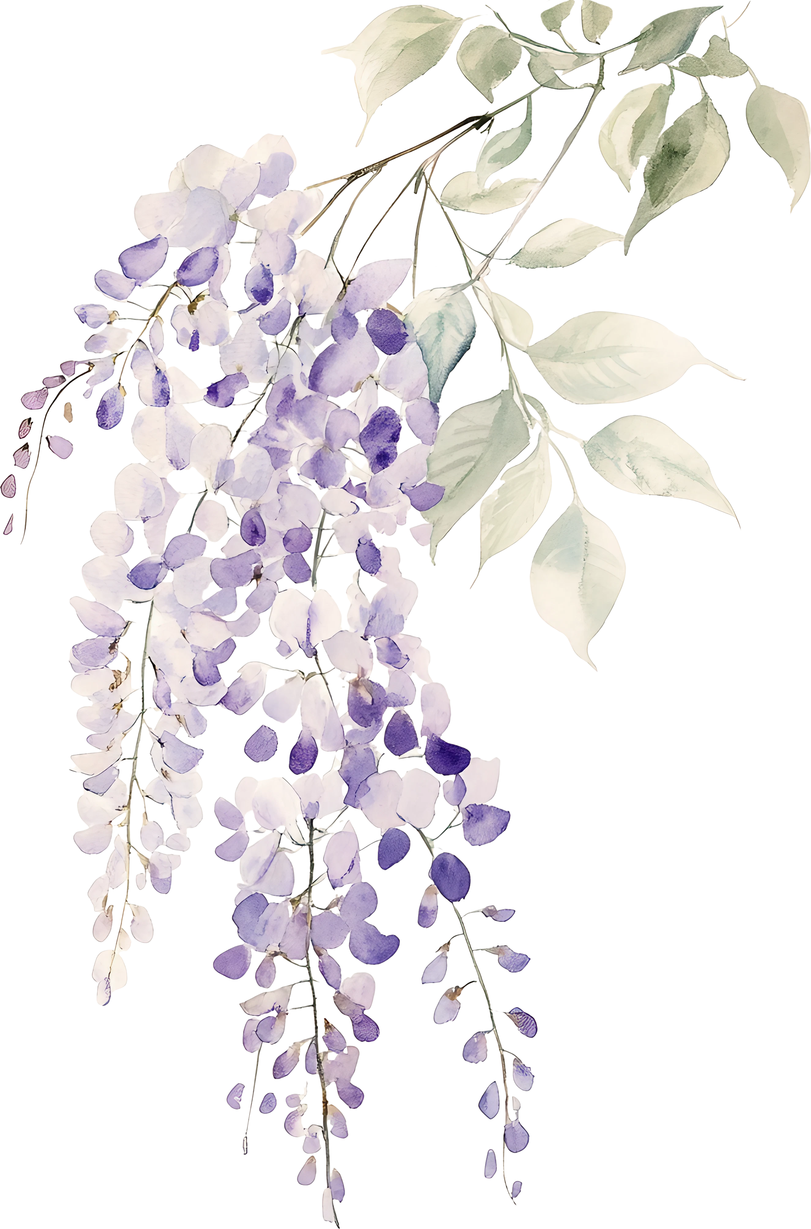 Flor Wisteria